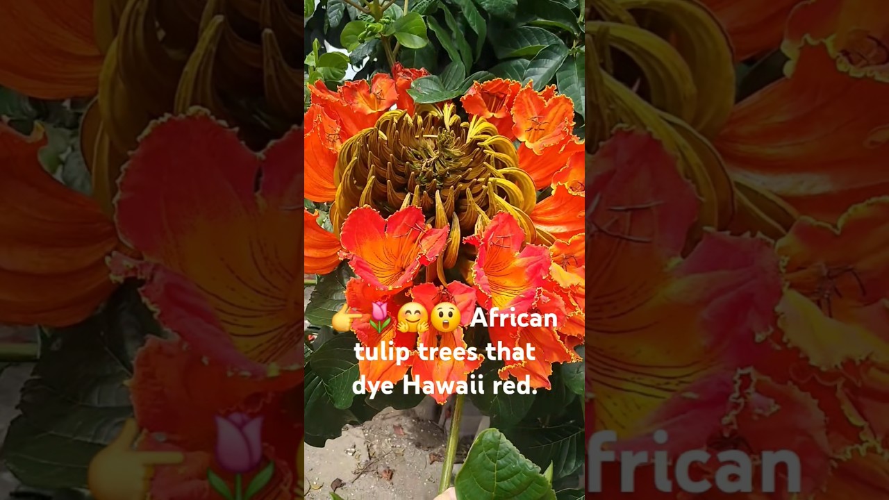 👉🌷🥰 하와이를 빨간색으로 물들이는 아프리카 튤립나무.