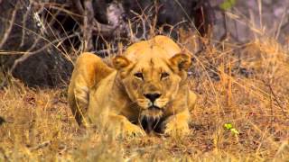 Kim Beschermt De Welpjes - Man, Cheetah, Wild