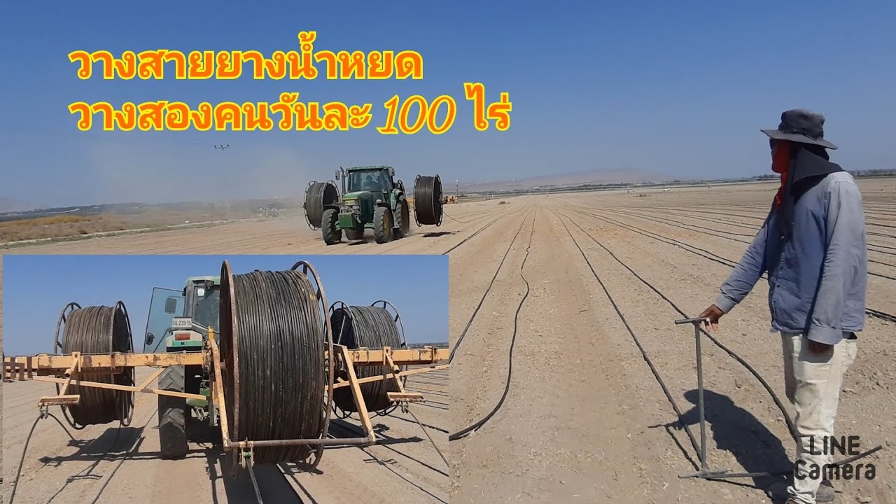 วิธีวางสายน้ำหยด#แรงงานไทยในอิสราเอล