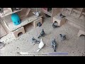 Jungtauben 2025 - Ein kleiner Einblick PART 9 (1. Preisflug)