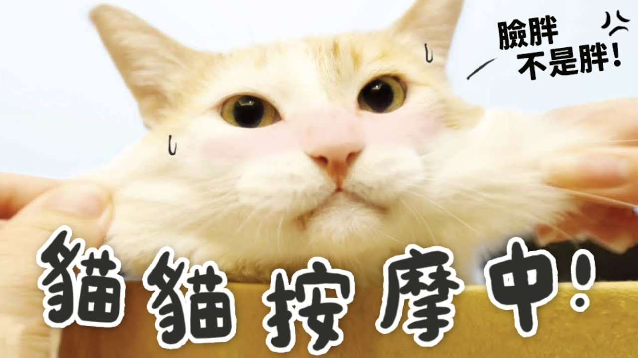 【黃阿瑪的後宮生活】貓貓按摩中！