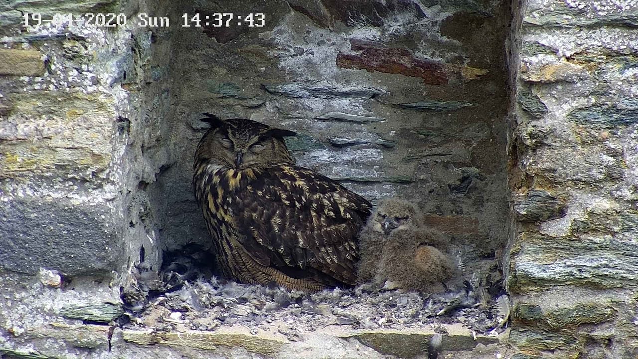 Dans l'intimité des oiseaux