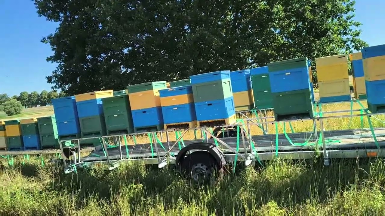 LIPA I PO LIPIE #pszczoły