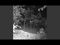 ozark nightstalker 2007