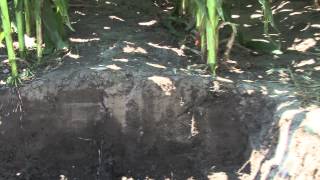 Subsurface Drip Irrigation