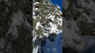 ثلوج جبل بابور سطيف الجزائر