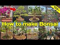 How to make 100 bonsai at home  how to make bonsai