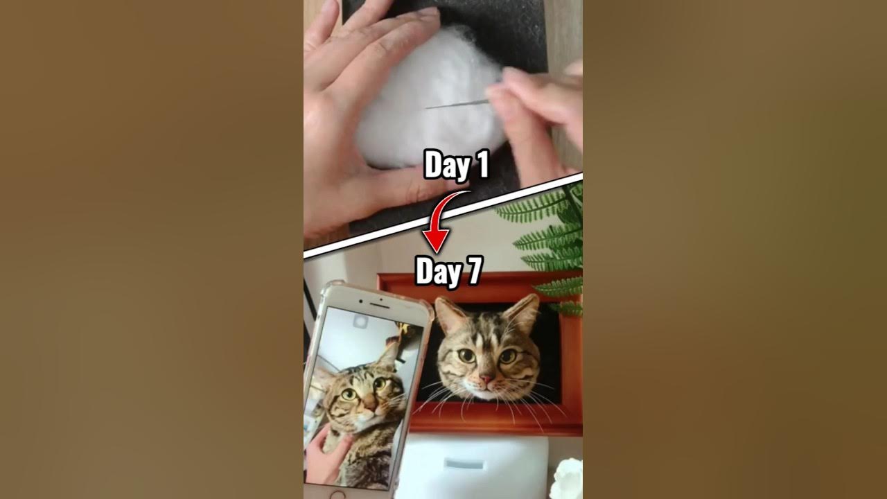 How To Bring a Cat Back Home? Wool Pet Portraits howto pet short