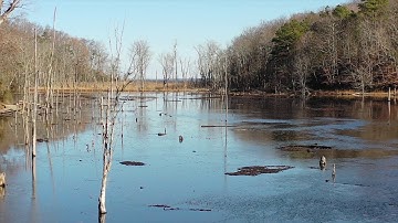 Calvert Cliffs Maryland