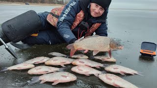 Це навіт не коні! Це леви, а не карасі! Сазани і карасі не дають проходу нам! Сазан, карась 2024!