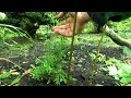 Smlinge pikieren, Thuja Samen jetzt ernten - YouTube