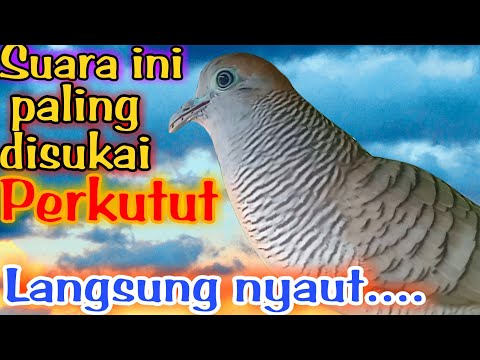 Perkutut Lokal Agar Cepat Bunyi dengan Suara Ini! PANCINGAN PERKUTUT LOKAL GACOR | Zebra Dove 299