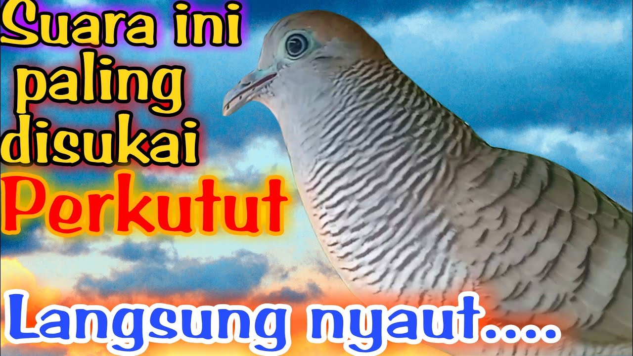 Pancingan perkutut lokal gacor suara paling di sukai bikin lawan langsung nyaut