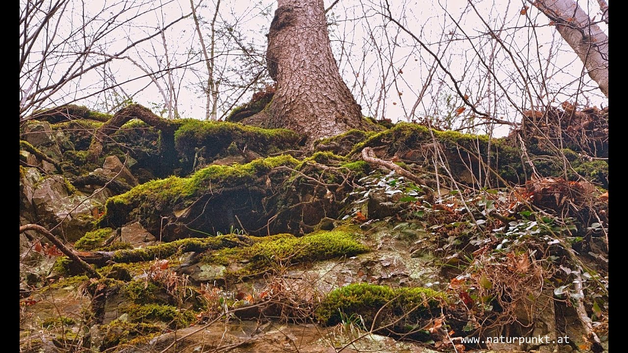 Naturwald Bilder: Tauche ein in die Magie der Wälder