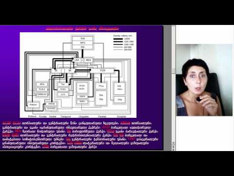 ჰიპოკამპალური ფორმაცია და მისი პროექციები, ლექცია4, ნაწილი2, ეკა ლეფსვერიძე, M005 2 05093