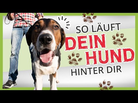 Video: Können Hunde mit Stiefeln laufen?