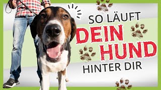 HUNDEERZIEHUNG ▶ So läuft dein Hund HINTER dir