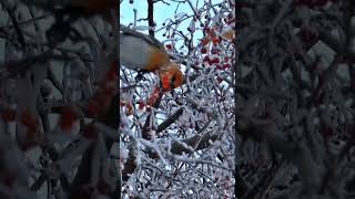 Vögel im Garten - Der Seidenschwanz  garten gartentipps gartenarbeit springonshorts