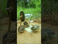 Create Quail Trap Technique #youtubeshorts