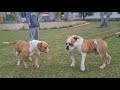 OS MAIORES BULLDOG AMERICANO DO MUNDO | Dragons Pit Kennel