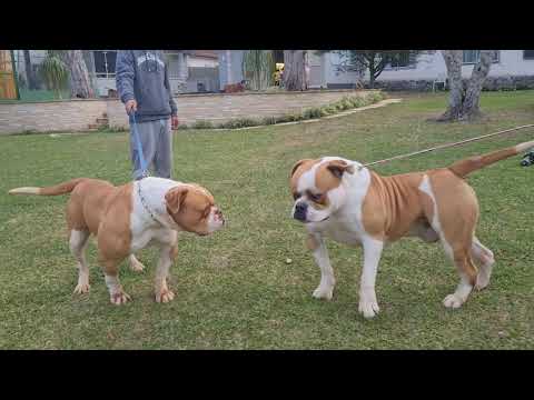 Video: Bulldog americano