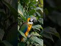 Libby the Lively Loris and the Jungle of Letters