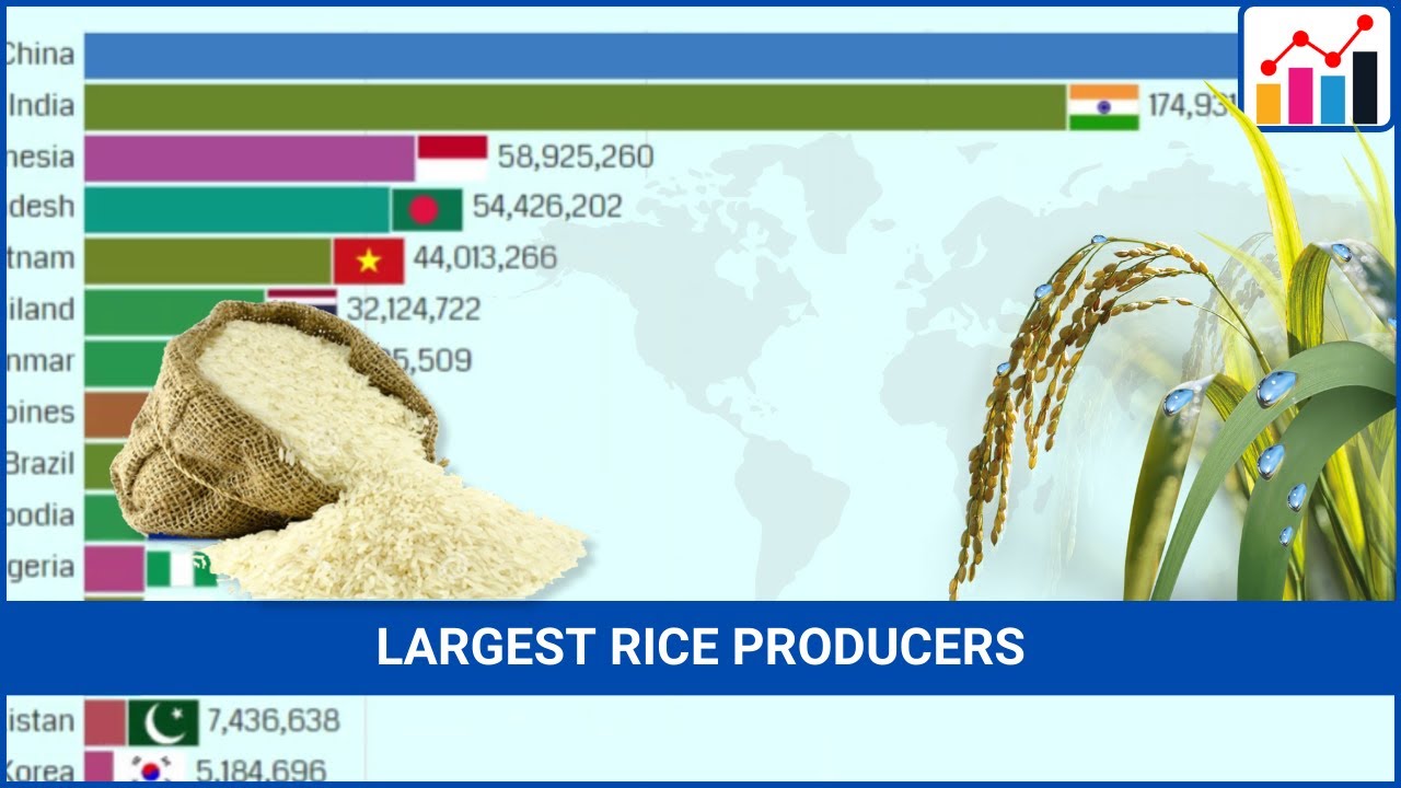 Top Rice Producing Countries (1962 2021) YouTube