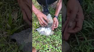 Mengatasi Hama Babi Hutan dengan Cara Aman & Efektif #shorts