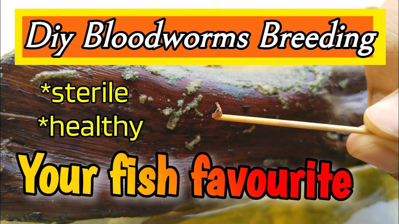 BloodwormsHow tobreed bloodwormsLive food for fishBloodworms for