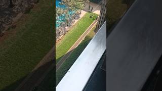 😲😲#GrassRoller#LawnCare#LawnRoller#SatisfyingLawn#LawnGoal#shortvideo