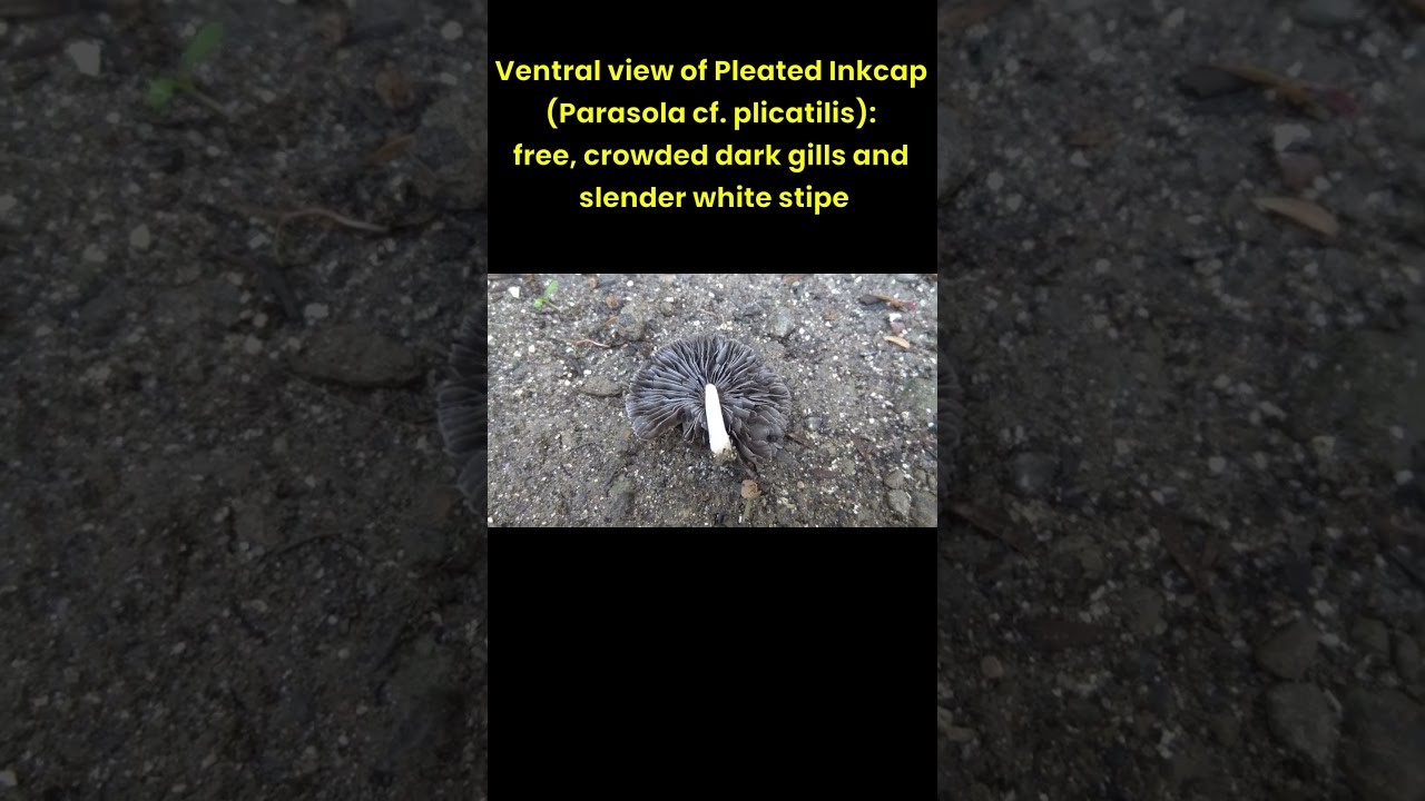 Little Japanese Umbrella 🪶 Pleated Inkcap in Haripur, Pakistan 