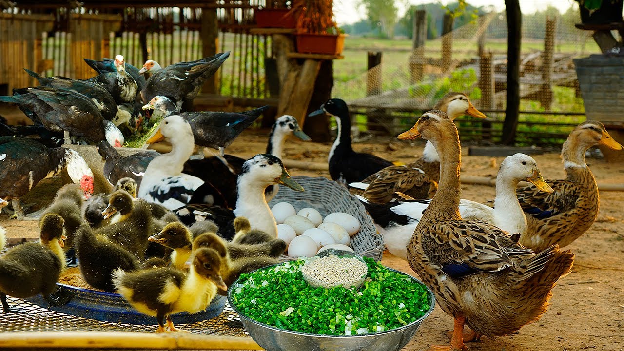 How to Raise Muscovy Duck For Eggs and Meat | Poultry Business | From Eggs To Hatching