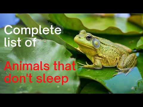Animals that don't sleep, or just look asleep