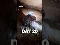 Look What Happened in Just 20 Days! Baby Budgie Growth | Aviro BD #shorts #budgies #birds