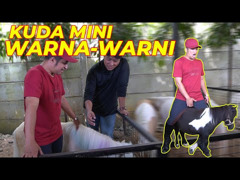 Video: Mengembangbiakkan Kuda Miniatur