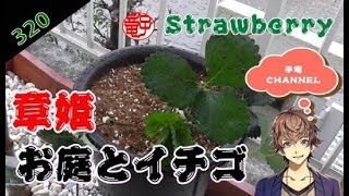 【 Strawberry】お庭でイチゴを育てる！