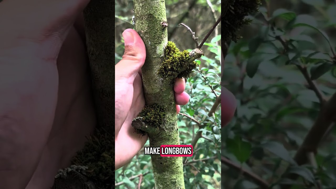 Longbows, Witches & Wine - Rowan (Mountain Ash) 