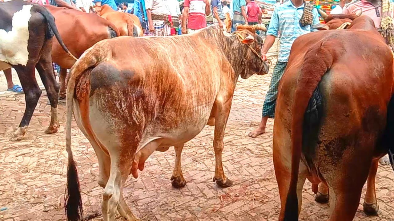 30 November 2022 গাভ গাভীর ভিডিও