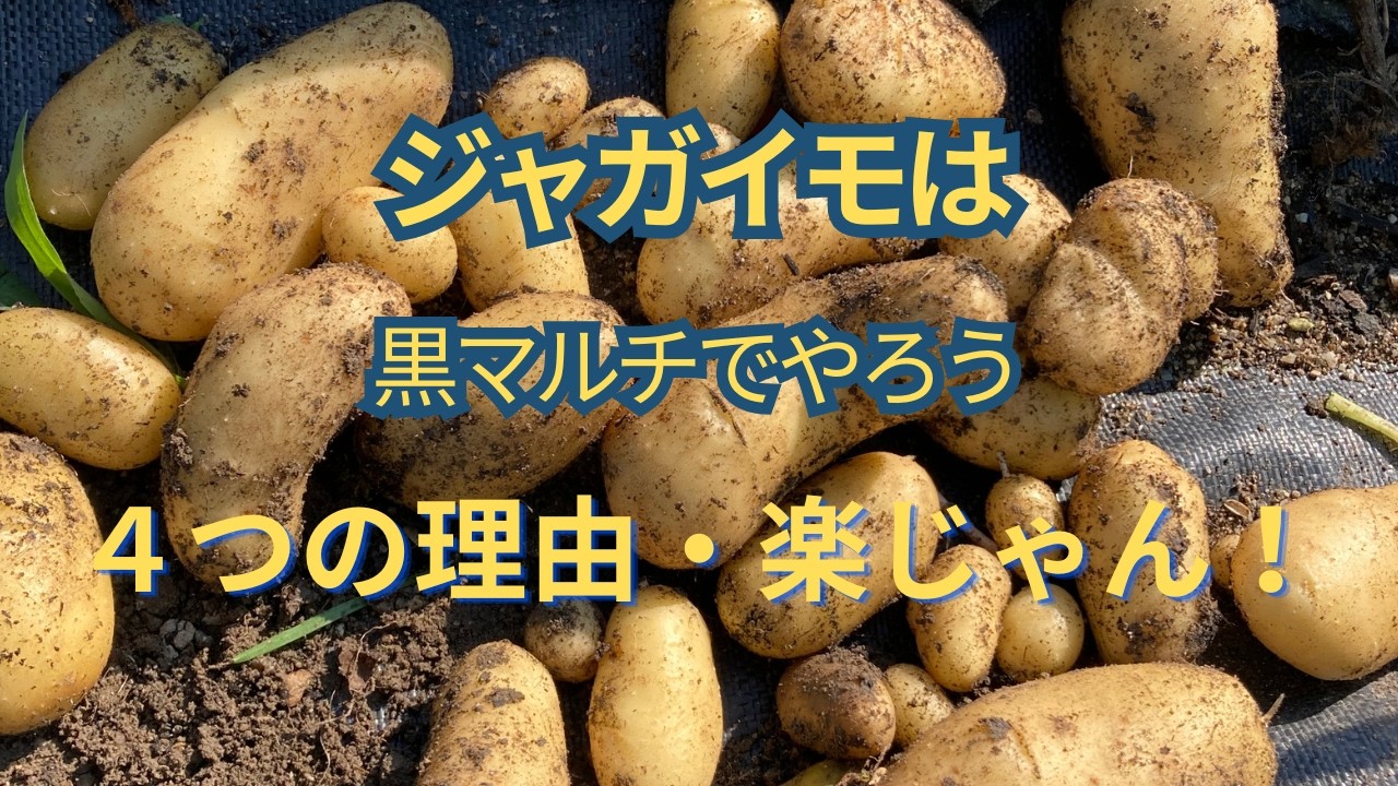ジャガイモは,黒マルチで栽培しよう！超・楽だ。