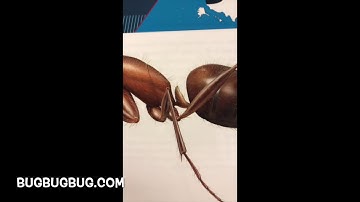 How to identify carpenter ants