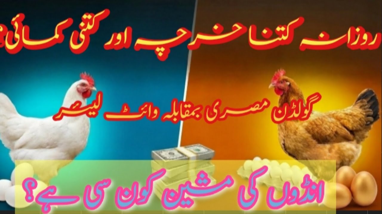 Don't Start Poultry Farming Before Watching This! White Layer vs Misri Comparison
