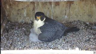 Main Camera - 05/15/26