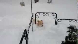 This dog is trapped in a little too much snow, and he couldnt be happier