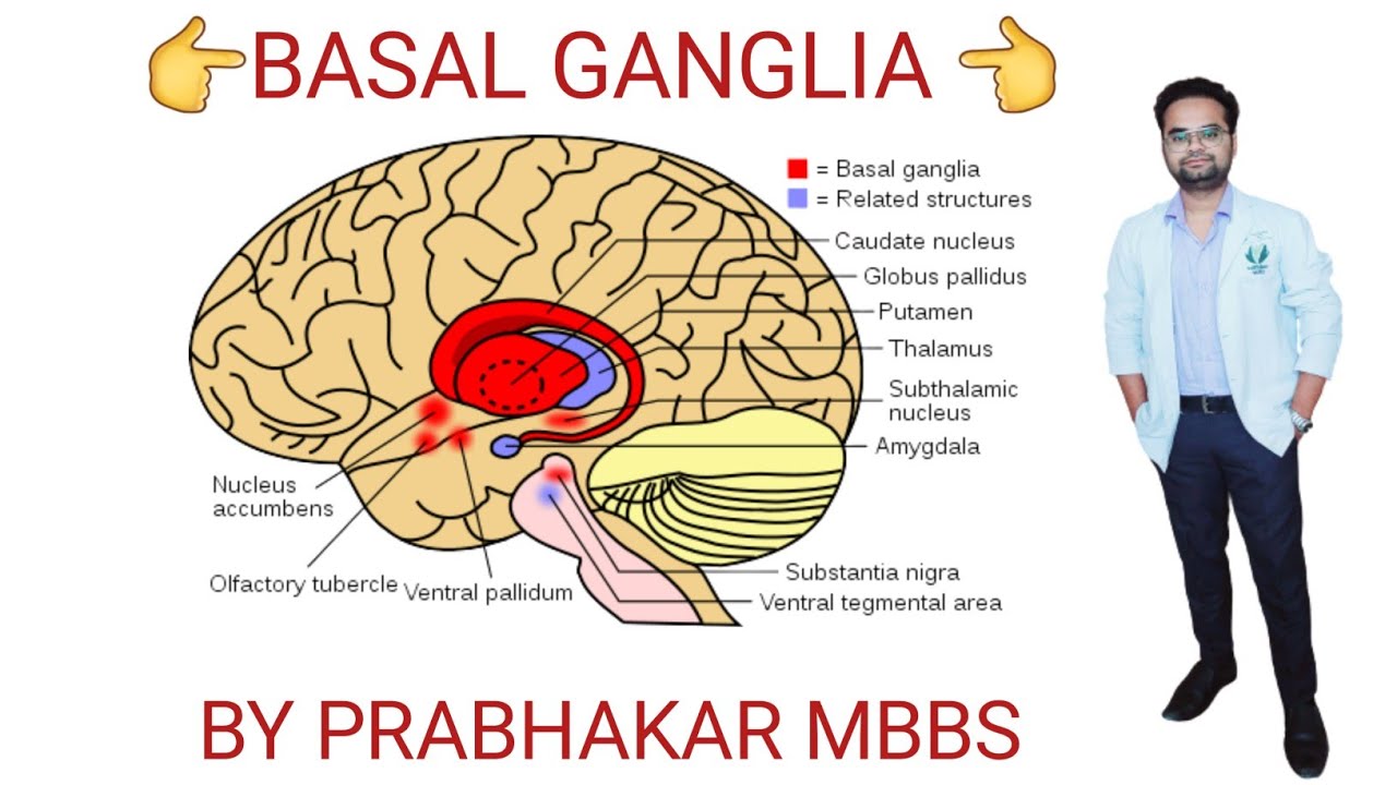Basal ganglianucleus of basal gangliabasal ganglia physiologymbbs