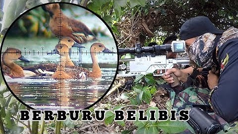 GILA❗️MENEMUKAN RIBUAN SARANG BELIBIS MERAH. BERBURU BELIBIS. BORNEO SLUG