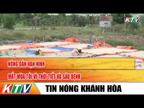 Thời Tiết Vạn Ninh Khánh Hòa - Nông dân Vạn Ninh mất mùa tỏi vì thời tiết và sâu bệnh | Truyền hình Khánh Hòa