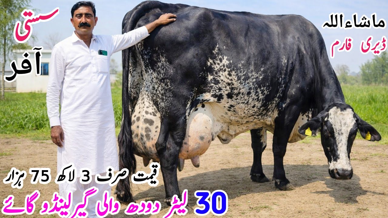 Mashallah Dairy Farm | 30+ Biggest Milking Cows for Sale in Pakistan | High Milk Production