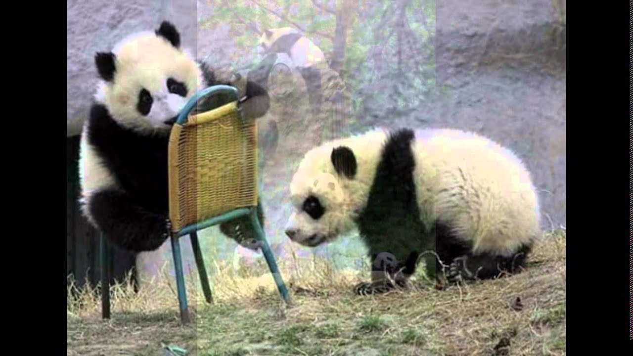 Gaya Terbaru Gambar  Panda  Biru Lucu Gambar  Lucu