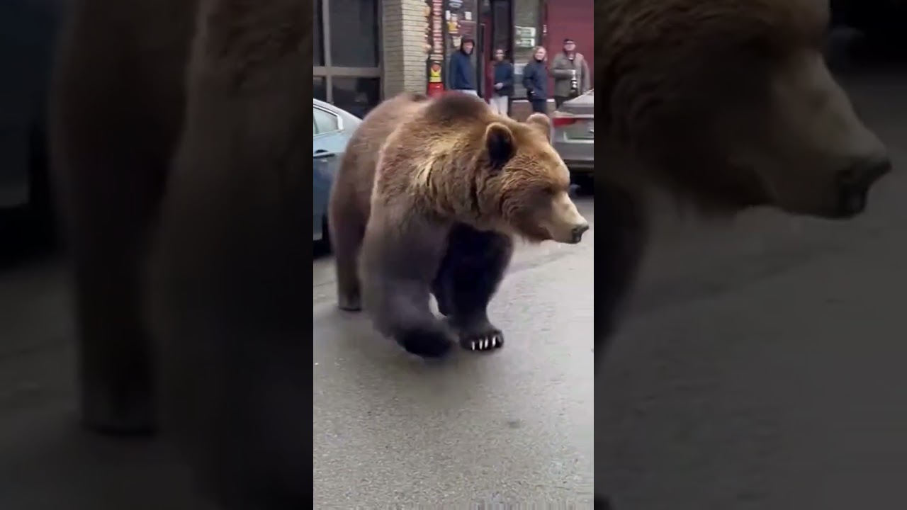 Искажение реальности: Медвежья версия 