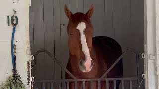 Kentucky Derby Champion Mage: The Next Morning